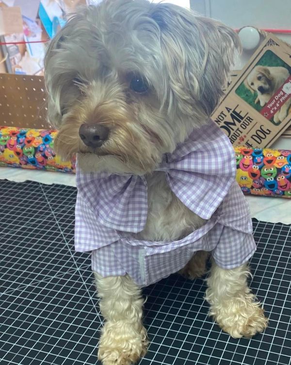 The Posh Pet Boutique Dog Clothes, Dog Boutique